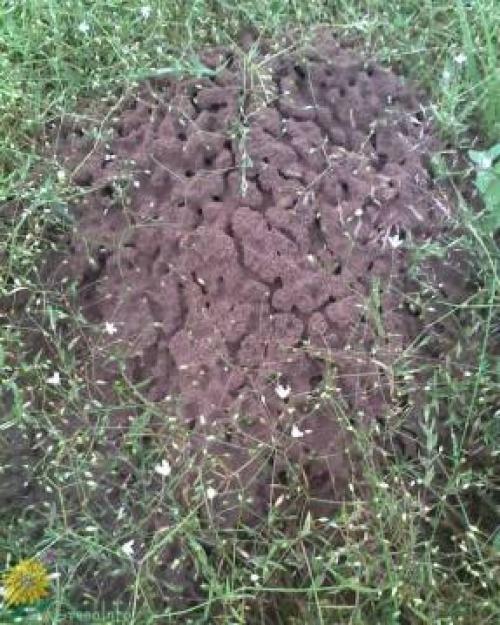 ТОП-15 лучших средств от садовых муравьев. Инсектицидные средства от муравьев — критерии выбора и сравнительная оценка 22-х препаратов 01