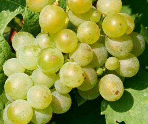 Самые морозостойкие сорта винограда. Лучшие морозостойкие сорта винограда 06