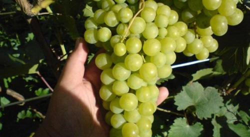 Морозостойкие сорта винограда для Сибири. Сорта винограда для Сибири 2023 года