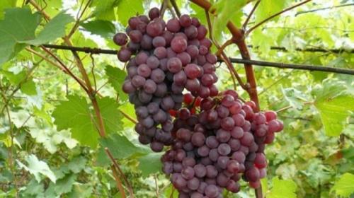 Самые лучшие технические сорта винограда для выращивания. Сорта столового винограда по срокам созревания