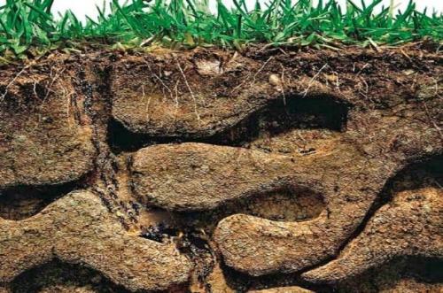 Как избавиться от садовых муравьев на даче. Как избавиться от муравьев раз и навсегда