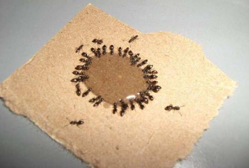 Народные средства от муравьев в огороде. Популярные домашние методы