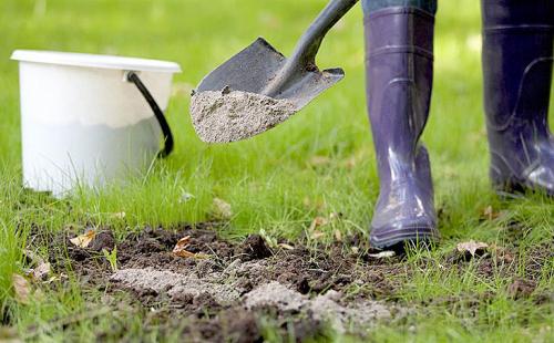 Народные средства от муравьев в огороде. Эффективная борьба с насекомыми в огороде и саду народными средствами