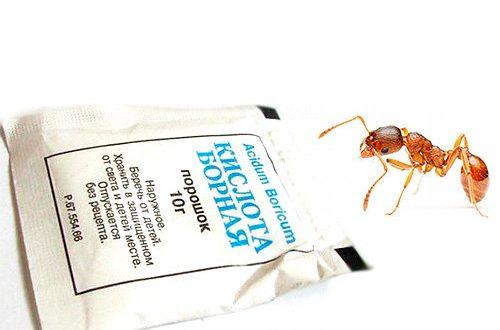 Народные средства от муравьев в огороде. Эффективная борьба с насекомыми в огороде и саду народными средствами