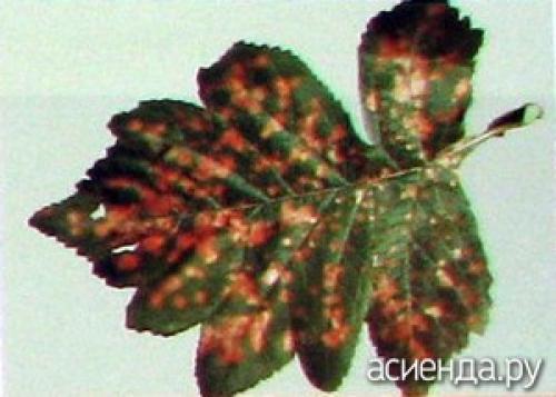 Как выбрать подходящий участок для посадки боярышника