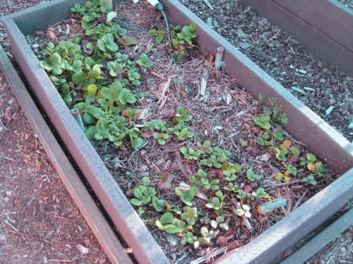 Как выбрать правильное время для пересадки клубники в августе