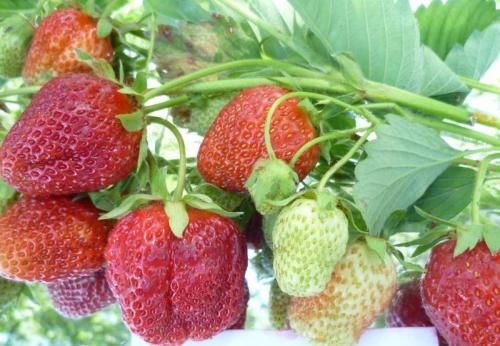 Как подготовить почву для посадки клубники