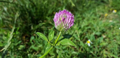 Как использовать клевер в кулинарии