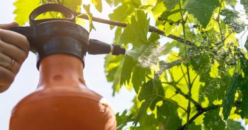 Как обеспечить оптимальную поливку виноградной лозы в первый год