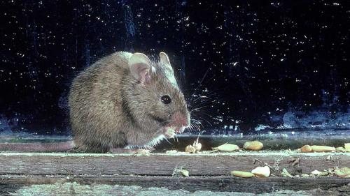 Как можно избавиться от грызунов в офисе и на производстве. Офисные мыши: что делать, если на работе появились грызуны?