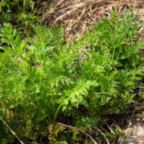 Как защитить растения от заморозков. Как защитить растения от мороза