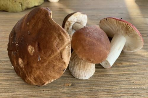 Какие грибы нельзя есть в сыром виде. Можно ли сыроежки есть сырыми?